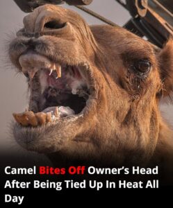 Read more about the article Tragic Camel Attack in India: Heat, Neglect, and a Fatal Accident Spark Outrage