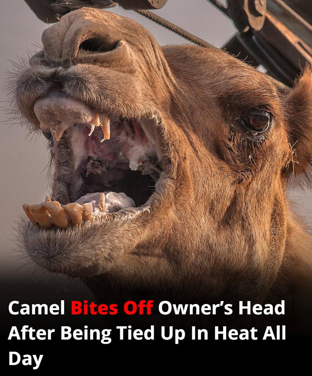 You are currently viewing Tragic Camel Attack in India: Heat, Neglect, and a Fatal Accident Spark Outrage