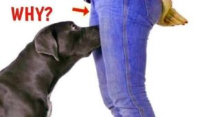 Read more about the article 🐶 Treatment for Your Dog’s Awkward Habit: Why They Sniff Your Private Area and How to Stop It Politely