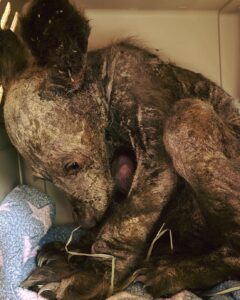 Read more about the article 🐾 Once Hairless and Afraid, This Orphaned Bear Cub Is Now Unrecognizable
