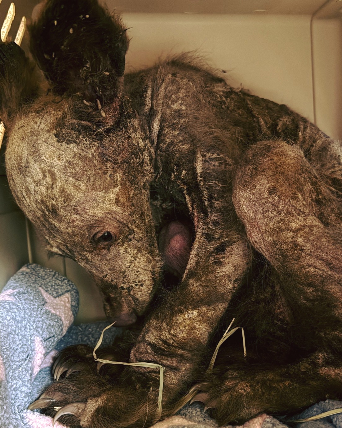You are currently viewing 🐾 Once Hairless and Afraid, This Orphaned Bear Cub Is Now Unrecognizable
