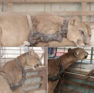 Read more about the article Circus Lion Released After 20 Years of Captivity