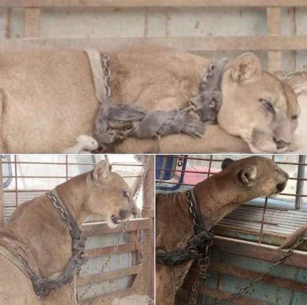 You are currently viewing Circus Lion Released After 20 Years of Captivity