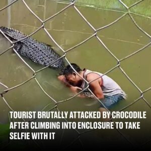 Read more about the article Tourist’s Selfie Stunt in Crocodile Enclosure Turns Deadly