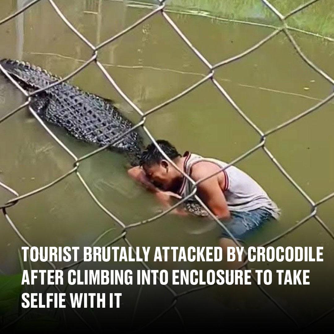 You are currently viewing Tourist’s Selfie Stunt in Crocodile Enclosure Turns Deadly