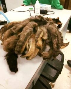 Read more about the article Neglected Cat Freed After Having Two Pounds of Matted Fur Removed