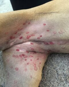 Read more about the article Why Red Bites Appear on Dogs’ Stomachs and What You Need to Know