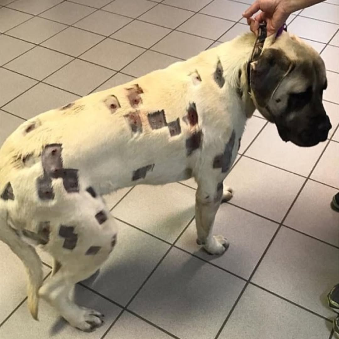 You are currently viewing Woman Shocked to Discover Dog’s “Bug Bites” Are Actually Bullet Holes