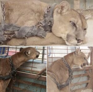Read more about the article Circus Lion Mufasa Freed After 20 Years of Captivity