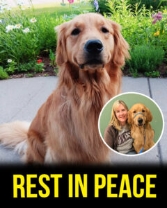 Read more about the article Melissa Hortman’s Beloved Dog Gilbert Dies After Shooting Tragedy
