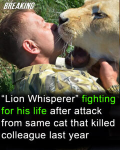 Read more about the article ‘Lion Whisperer’ Critically Injured by Same Cat That Killed Colleague Last Year
