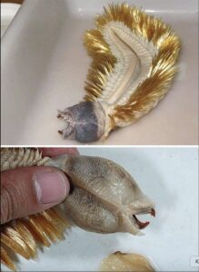 Read more about the article The Antarctic Worm with Teeth That Will Haunt Your Dreams