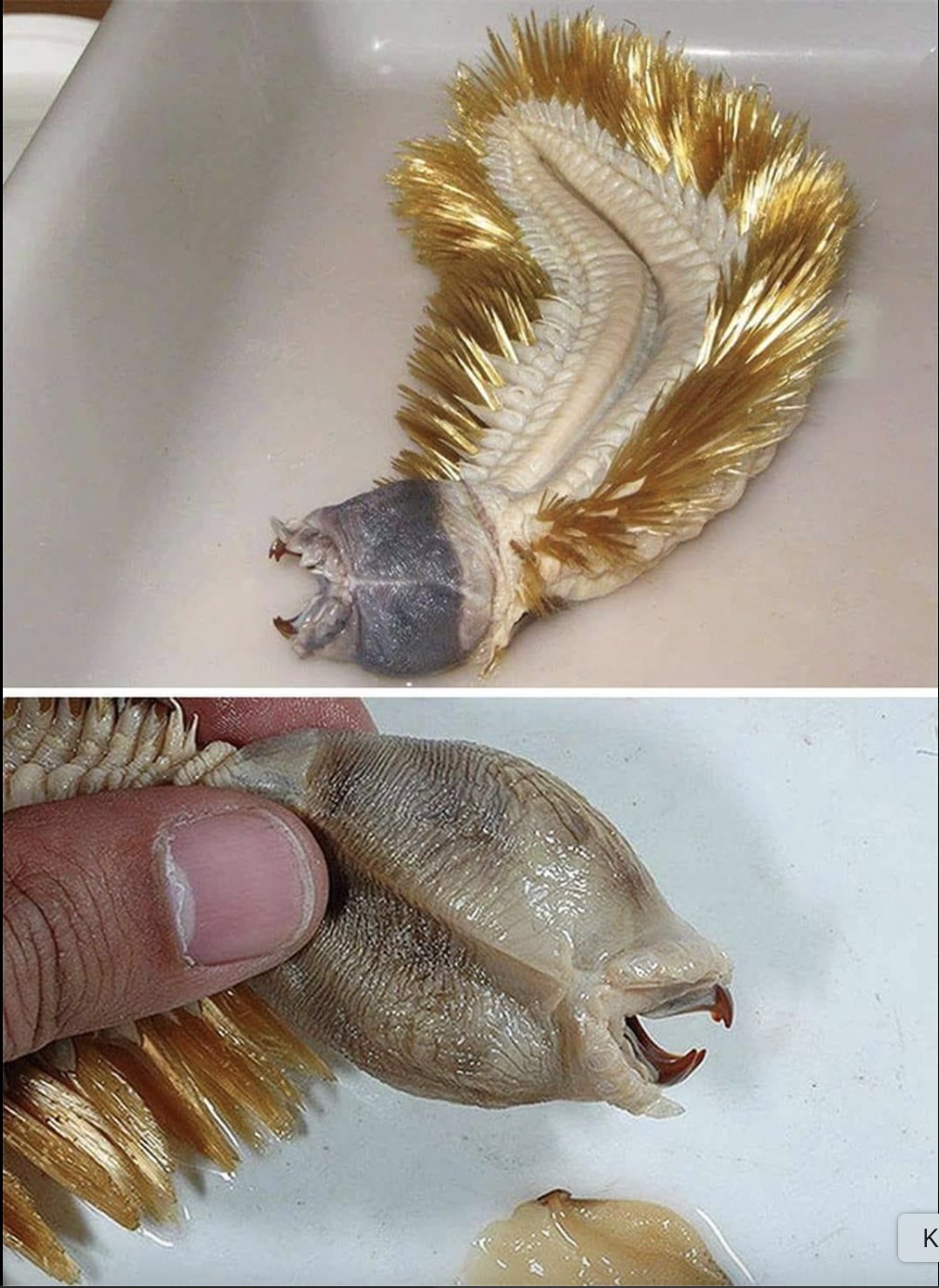 You are currently viewing The Antarctic Worm with Teeth That Will Haunt Your Dreams