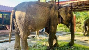 Read more about the article Elephant Finally Rescued After Over 80 Years in Shackles – Finally Lays Down and Rest