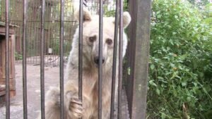 Read more about the article For 30 Years, the Bear Was Held in a Cage – Now Look at Her Eyes When the Grid Opens