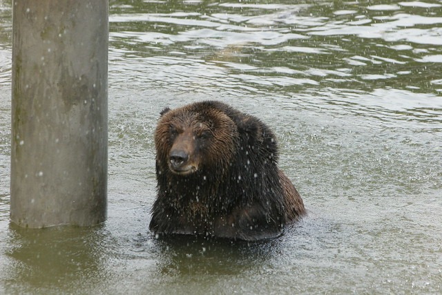 Animals Asia / Facebook