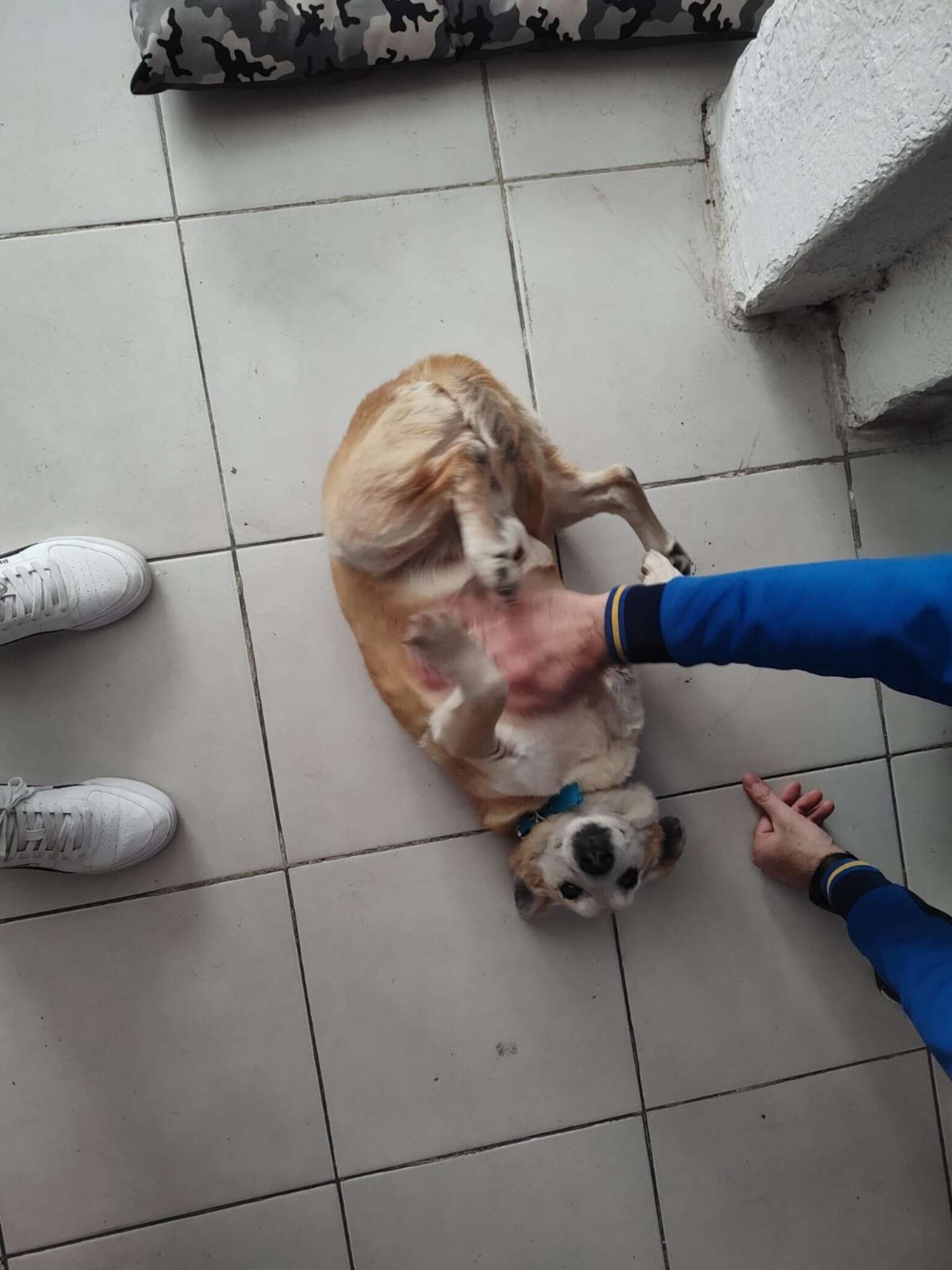 Hogar Corazón Animal