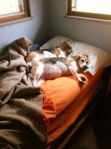 Read more about the article The Science Behind Sleeping with Your Dog: A Surprising Win-Win