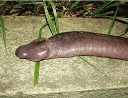 Read more about the article The Astonishing Tale of the ‘Man-aconda’: Unveiling the Eye-Opening Phenomenon