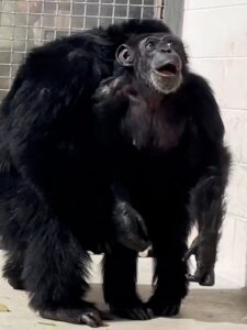 Read more about the article Chimpanzee’s Heartwarming Reaction to Seeing the Sky for the First Time After Years of Captivity
