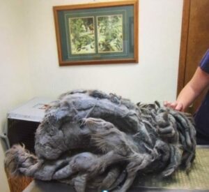 Read more about the article Strange Ball of Fur Dumped Outside Animal Shelter – What Was Hiding Under 4.5 lbs of Fur Brings Me to Tears
