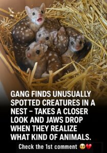 Read more about the article Rare Discovery: Researchers Find Spiky Creatures in Nest, Only to Realize They’re Western Quolls