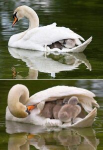 Read more about the article After the Mother Swan Dies, the Father Swan Takes the Youngsters Under His Wing