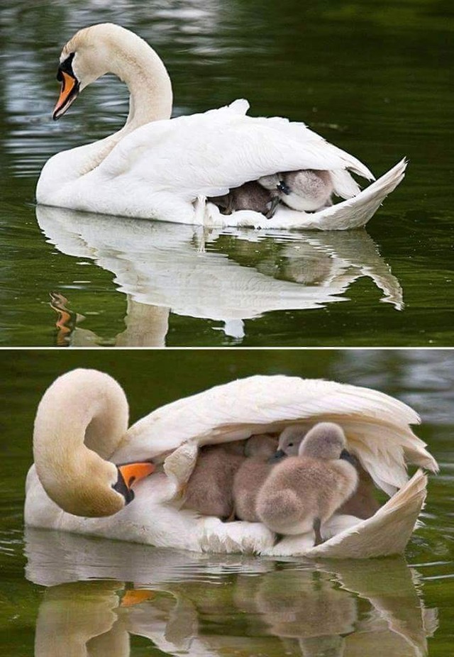 You are currently viewing After the Mother Swan Dies, the Father Swan Takes the Youngsters Under His Wing
