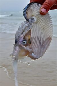 Read more about the article Secrets of the Sea: The Greater Argonaut and Its Ingenious Shell