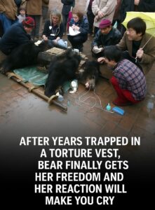 Read more about the article Bear Caesar is Finally Free After Years of Living in a Torture Vest