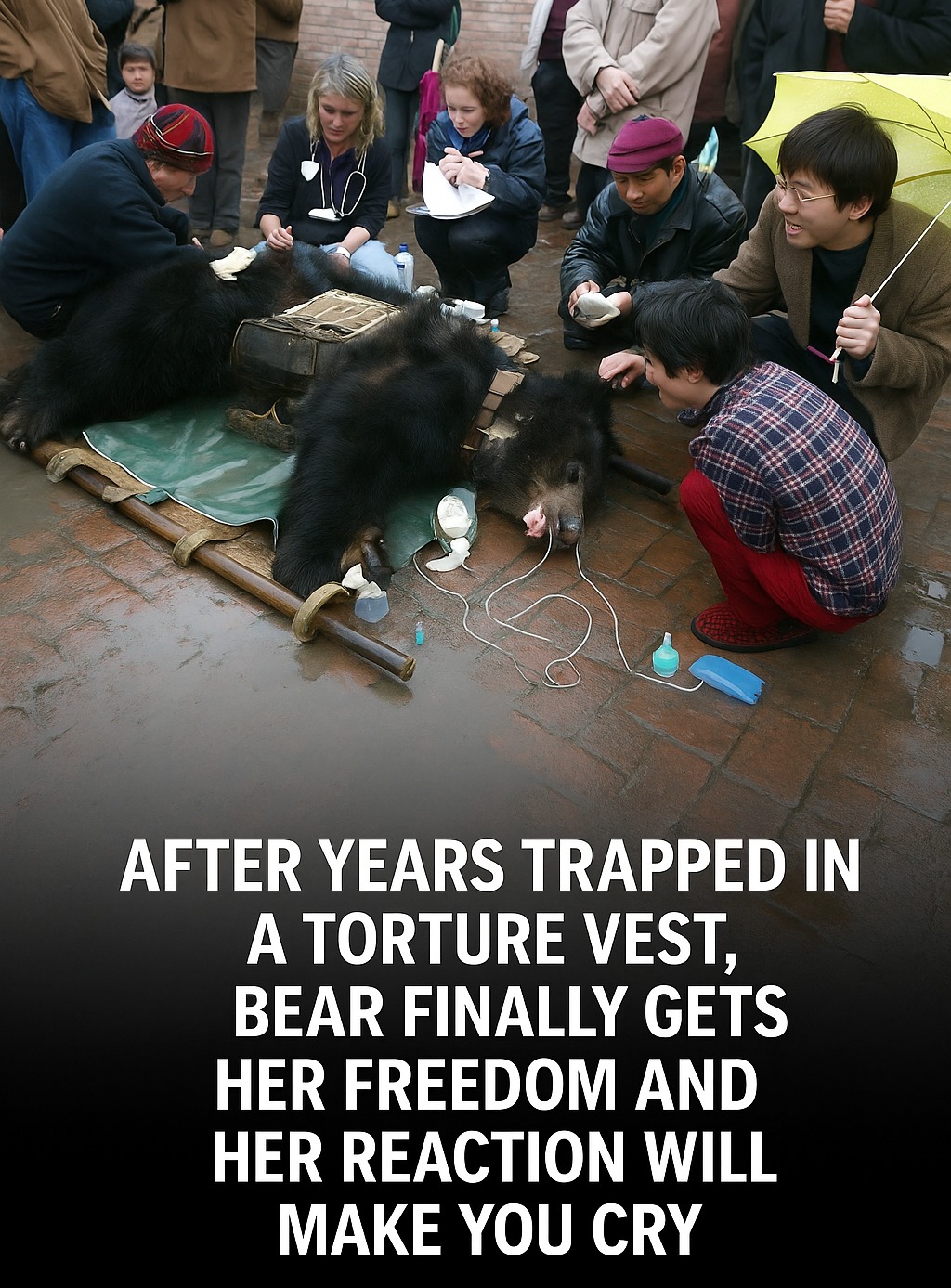 You are currently viewing Bear Caesar is Finally Free After Years of Living in a Torture Vest