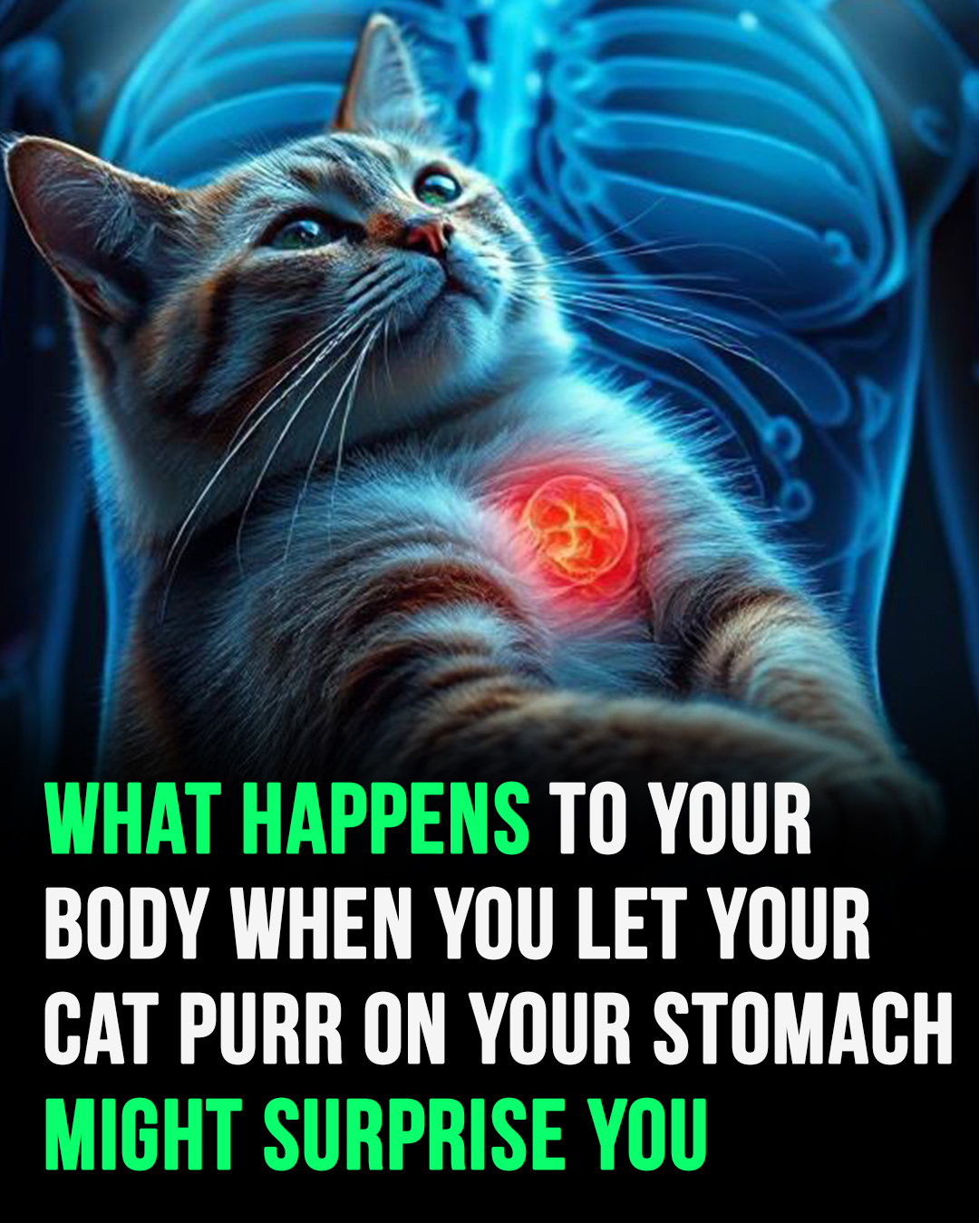 You are currently viewing What Happens to Your Body When You Let Your Cat Purr on Your Stomach