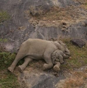 Read more about the article Heartwarming Moment: Mother Elephant Cuddles Her Calf After Days of Separation