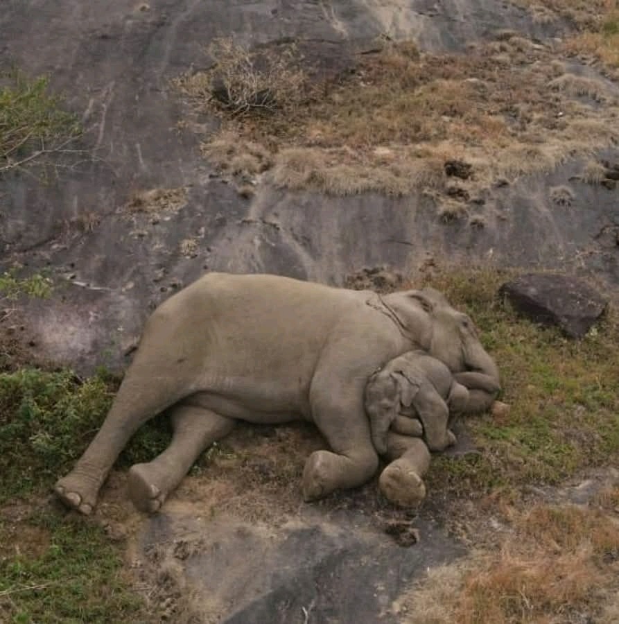 You are currently viewing Heartwarming Moment: Mother Elephant Cuddles Her Calf After Days of Separation