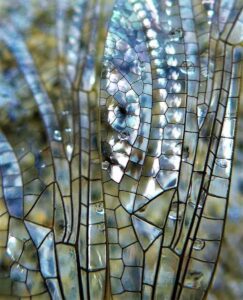 Read more about the article Dragonfly Wings: A Microscopic Marvel