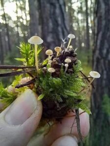 Read more about the article Tiny Mushroom Nest: A Marvel of the Miniature Ecosystem