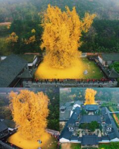 Read more about the article An Ancient Chinese Ginkgo Tree Drops an Ocean of Golden Leaves: A Timeless Autumn Spectacle