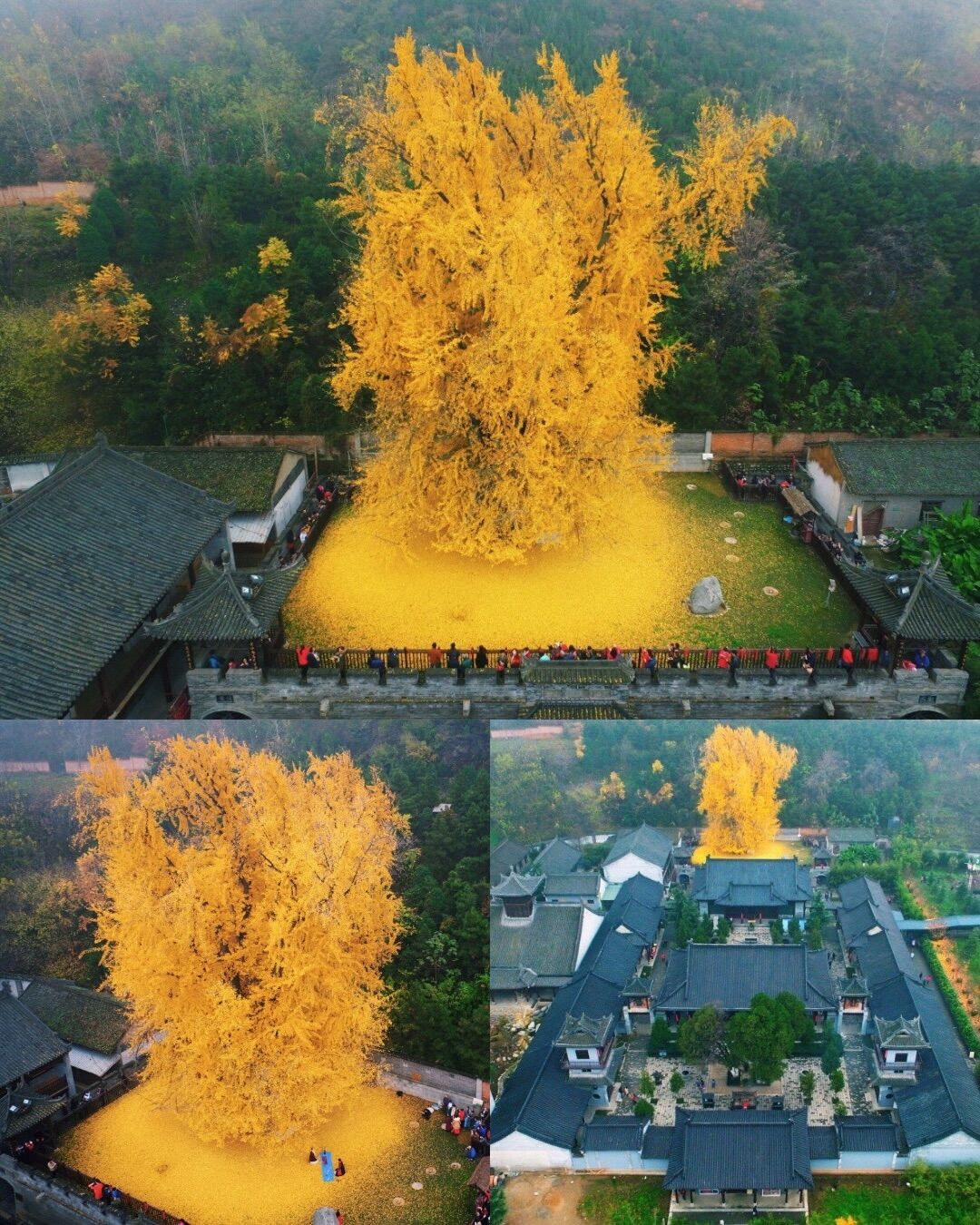 You are currently viewing An Ancient Chinese Ginkgo Tree Drops an Ocean of Golden Leaves: A Timeless Autumn Spectacle