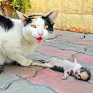 Read more about the article Mama Cat’s Heartfelt Gesture: How One Dying Kitten Found Hope with a Helping Hand