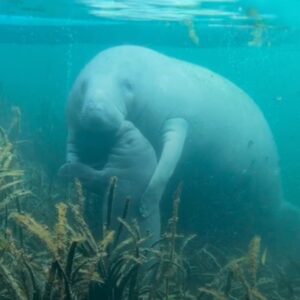 Read more about the article Heartwarming Hug Between Wild Manatee Mom and Baby in Florida: A Gentle Reminder of Nature’s Beauty