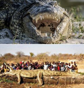 Read more about the article Gustave the Crocodile: The Tanzanian Legend That Terrorized a Nation