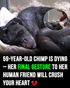 Read more about the article 59-Year-Old Chimp is Sick and Refuses to Eat: Watch Her Heartwarming Reunion with the Friend Who Raised Her