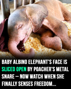 Read more about the article Albino Elephant Calf Rescued After Being Trapped in Snare for Four Days