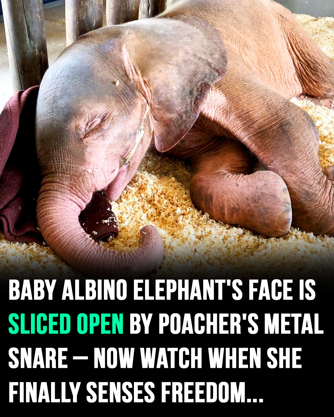 You are currently viewing Albino Elephant Calf Rescued After Being Trapped in Snare for Four Days