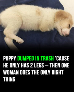 Read more about the article Puppy Abandoned in Trash Due to Two-Leg Limitation Finds New Hope