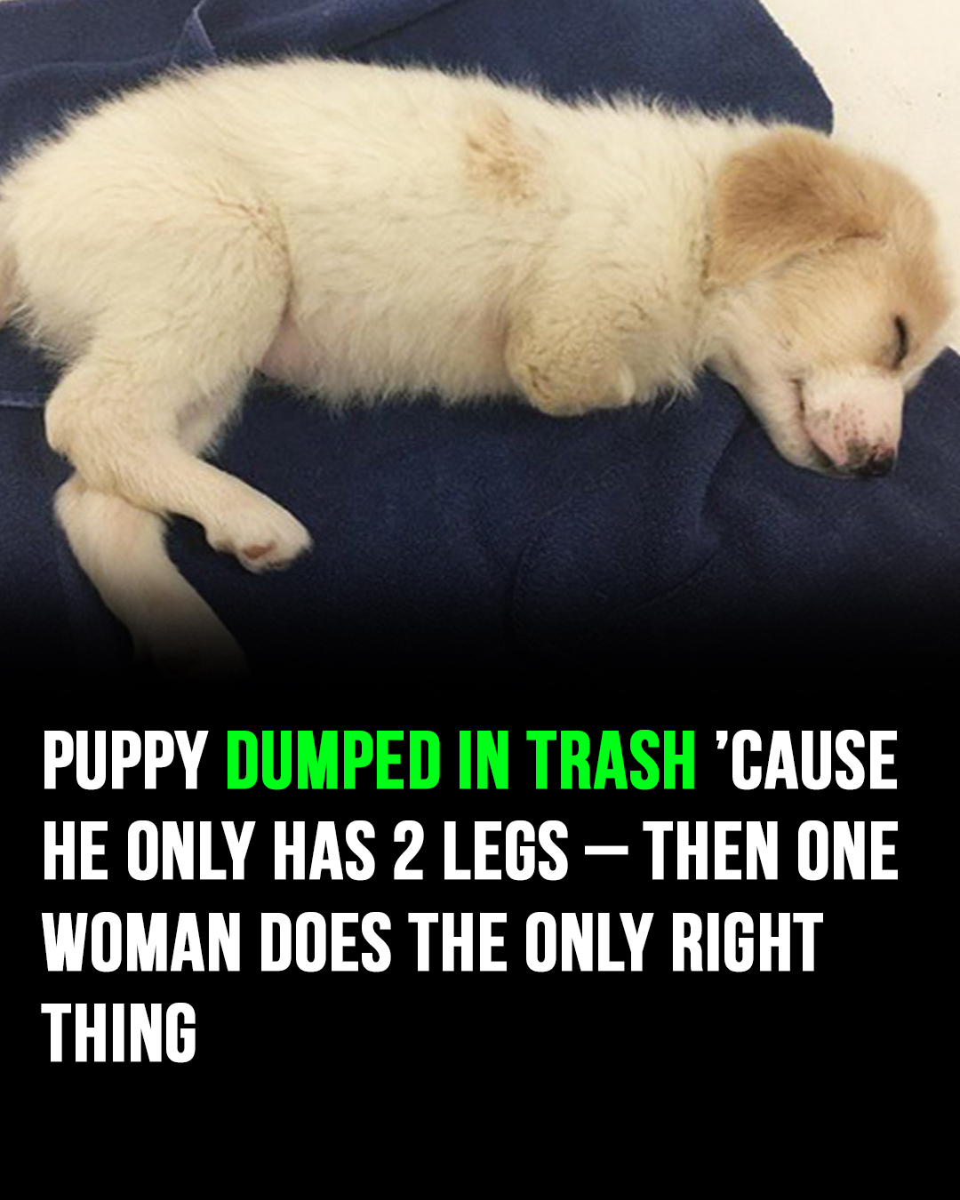 You are currently viewing Puppy Abandoned in Trash Due to Two-Leg Limitation Finds New Hope