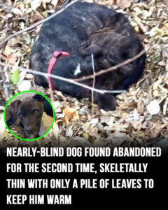 Read more about the article Partially Blind, Emaciated Dog Found Abandoned Twice — Finds a Loving Home at Last