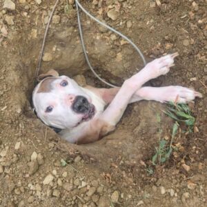 Read more about the article Senior Dog Gets Stuck in a Hole During Bathroom Break — and His Rescue Is Absolutely Adorable