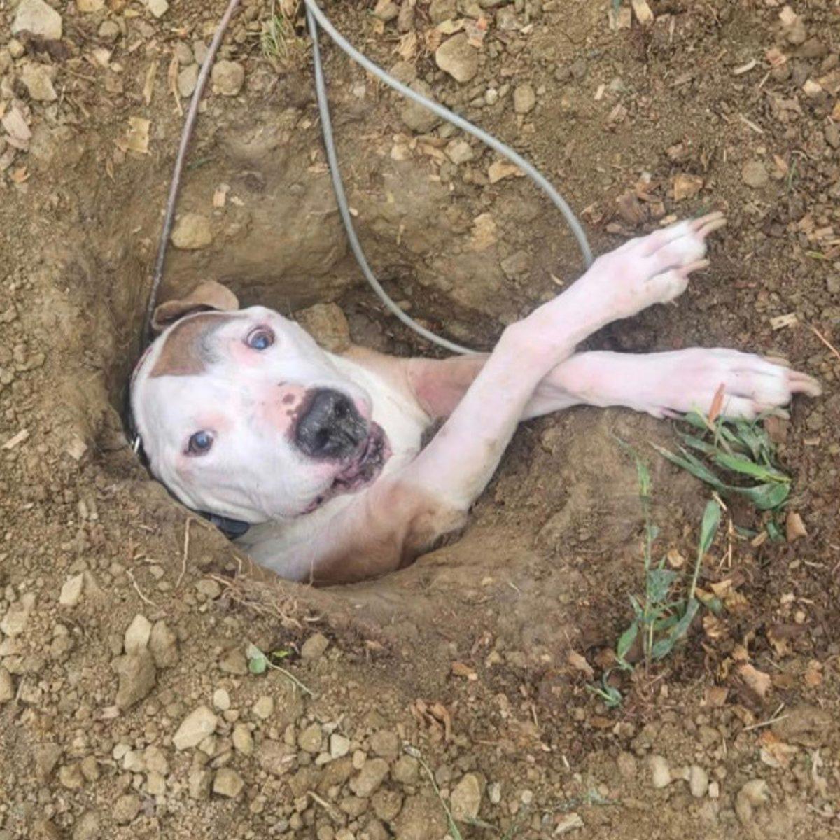 You are currently viewing Senior Dog Gets Stuck in a Hole During Bathroom Break — and His Rescue Is Absolutely Adorable