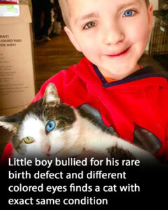 Read more about the article Boy Bullied for Cleft Lip and Different Colored Eyes: How a Cat Turned Everything Around